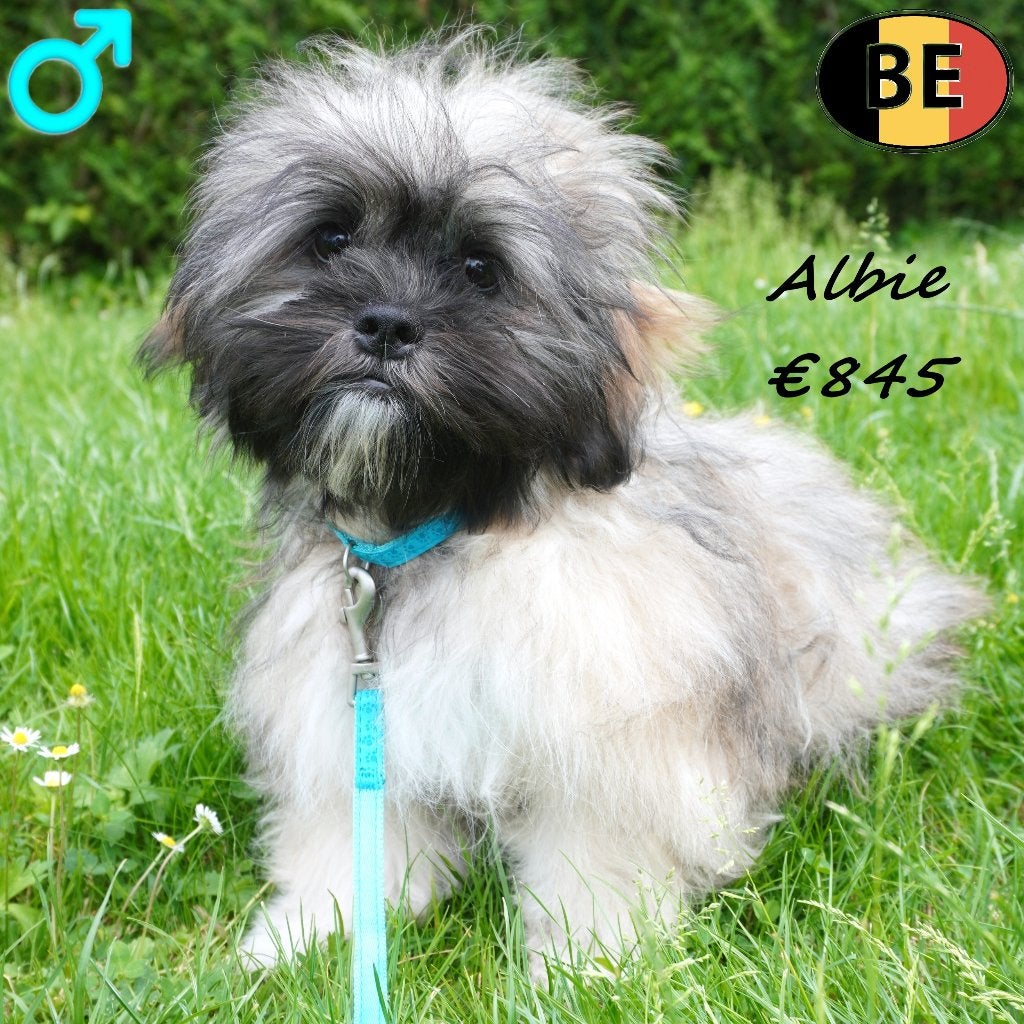 Albie & Allie - Lhasa Apso pups te koop (Belgisch), Parvo, België, 15 weken tot 1 jaar, Meerdere