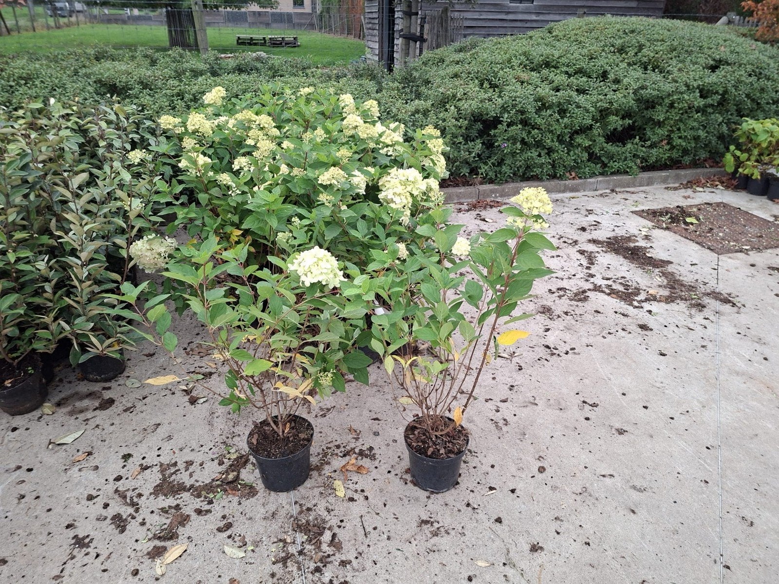 ‼️hortensia limelight aan promoprijzen ‼️, Ophalen, Hortensia