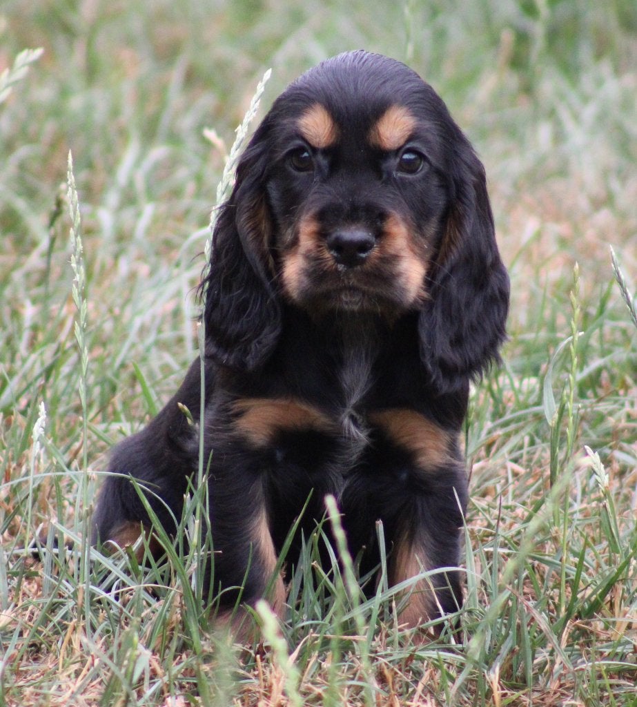 Chiot Cocker anglais, Chien (mâle), Belgique, Un chien, Hépatite contagieuse (maladie de Rubarth)