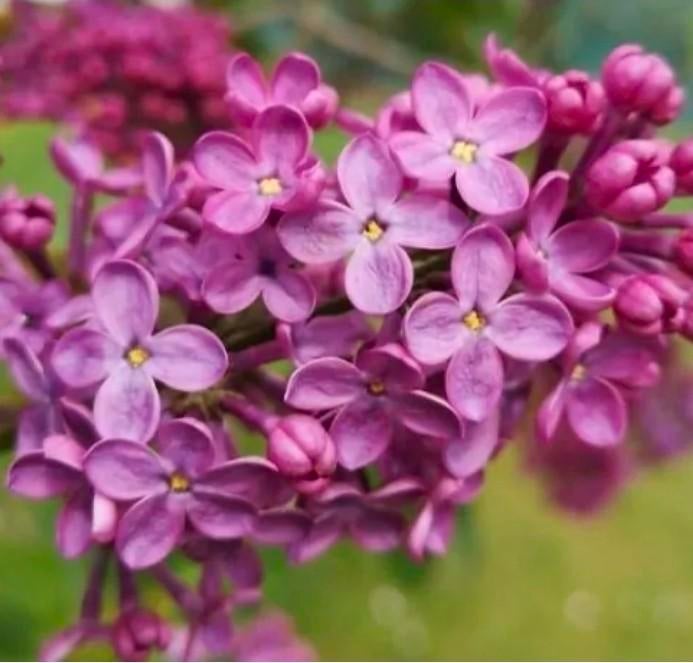 Sering paars boom of struikje, Tuin en Terras, Ophalen, In pot