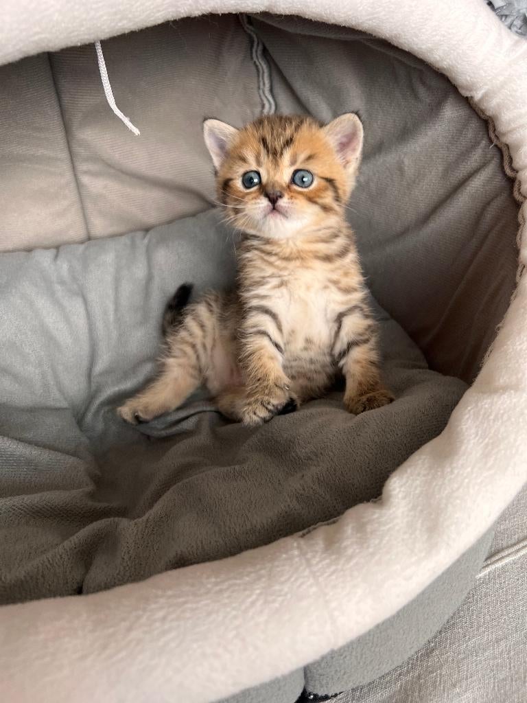 Chaton mâle british black golden tabby 3 mois, Dieren en Toebehoren, Kater, Gechipt, 0 tot 2 jaar