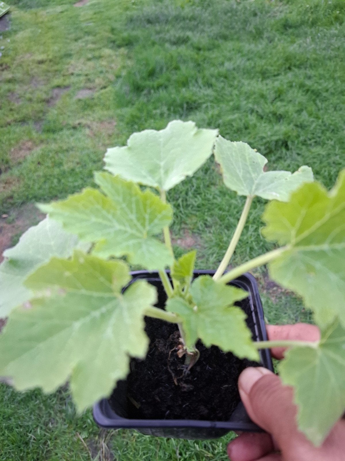 Plants de légumes sans pesticides 1€/plant, Tuin en Terras, Ophalen