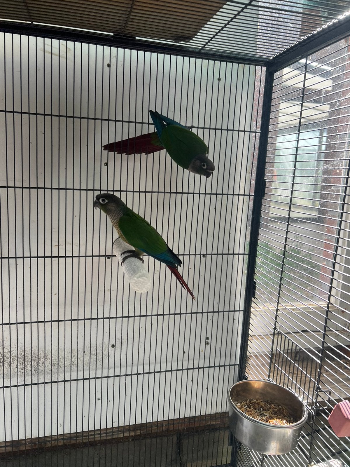 Conure molinae, Animaux & Accessoires, Oiseaux | Perruches & Perroquets