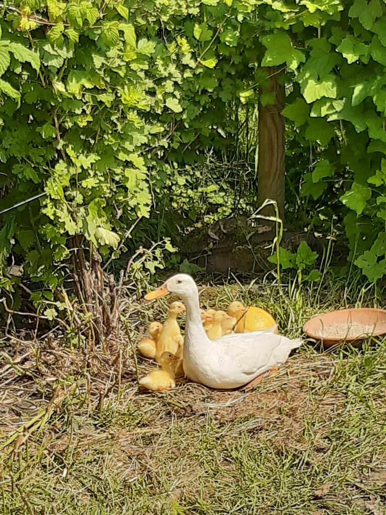 Witte loopeendjes, Dieren en Toebehoren, Geslacht onbekend, Eend