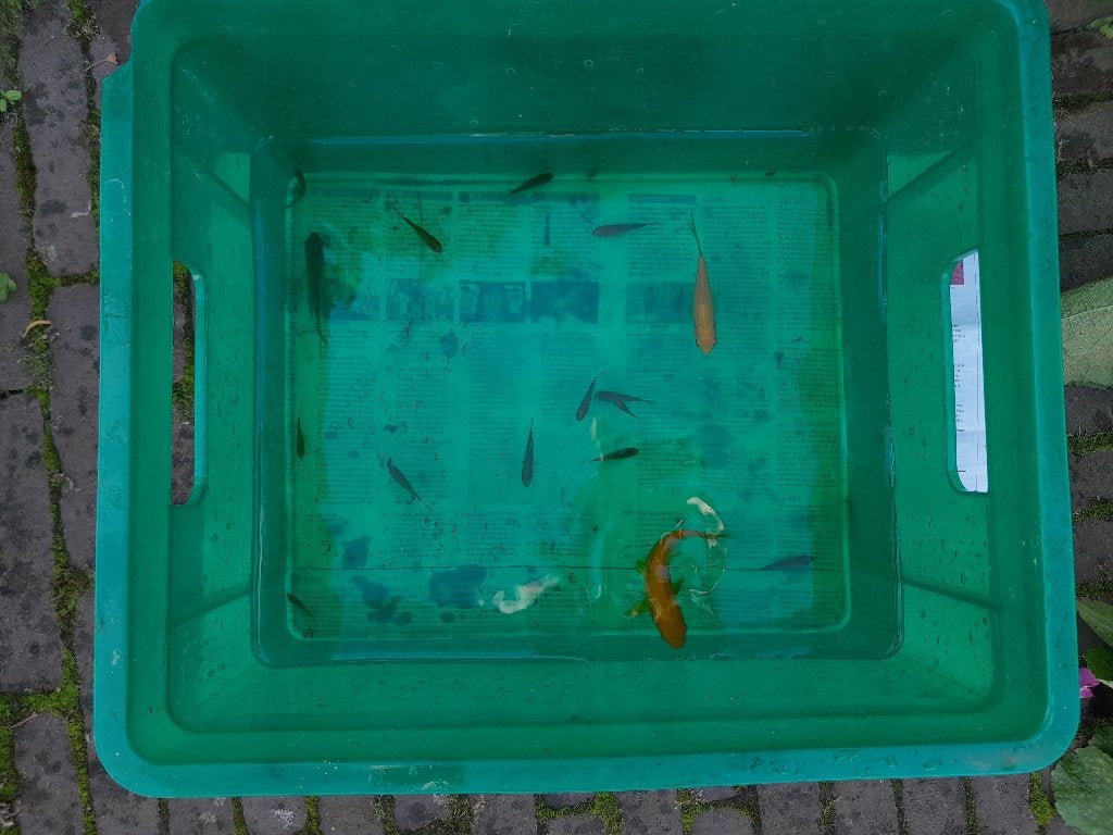 Goudvissen gratis, Dieren en Toebehoren, Goudvis(sen)