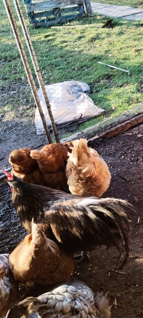 8 kippen en een haan te koop, Dieren en Toebehoren, Pluimvee, Kip