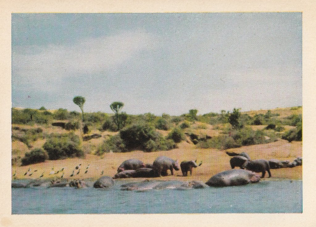 CHROMO  NIJLPAARDEN, Envoi, Comme neuf, Animal, Gravure