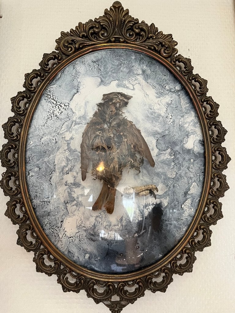 Taxidermievogel · Gebogen frame, Ophalen of Verzenden, Zo goed als nieuw, Vogel, Overige typen