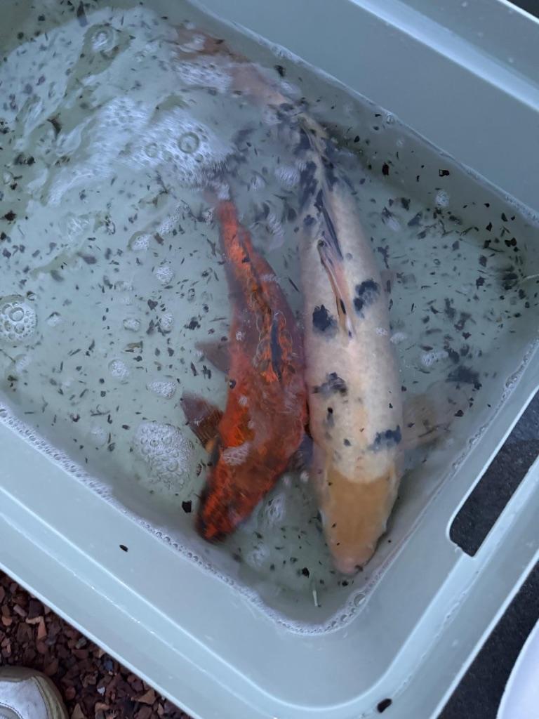 Koi Karpers 3, Dieren en Toebehoren