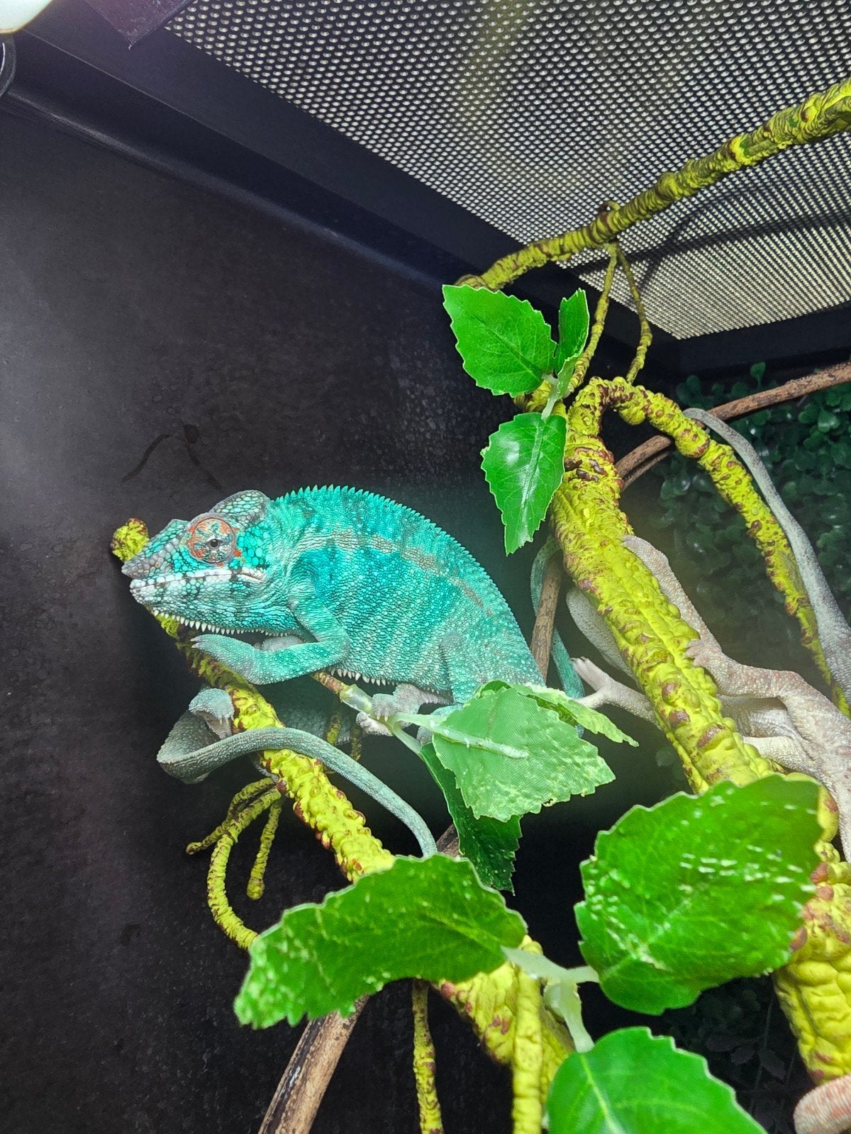Prachtige Nosy Be panterkameleons (Furcifer pardalis), Dieren en Toebehoren, Reptielen en Amfibieën, Amfibie