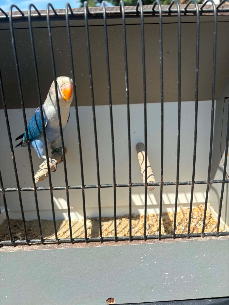 fischeri 2026, Dieren en Toebehoren, Vogels | Parkieten en Papegaaien, Meerdere dieren, Dwergpapegaai of Agapornis, Geringd