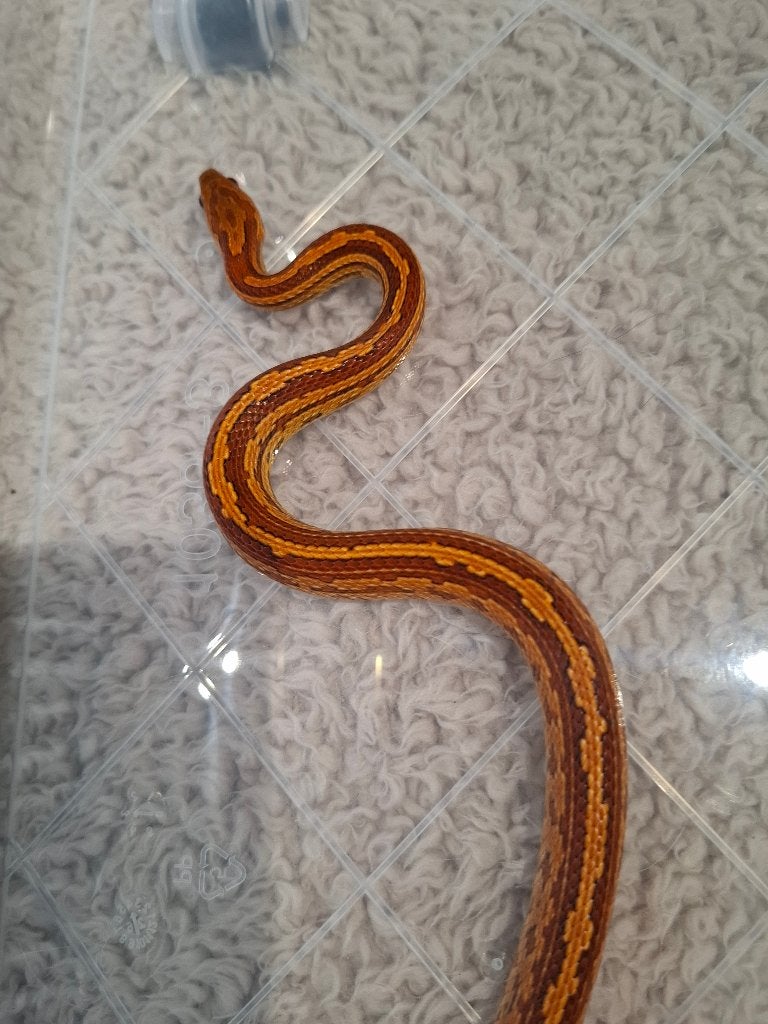 Korenslang – Vermoedelijke Amel Stripe, Slang, Tam, 0 tot 2 jaar