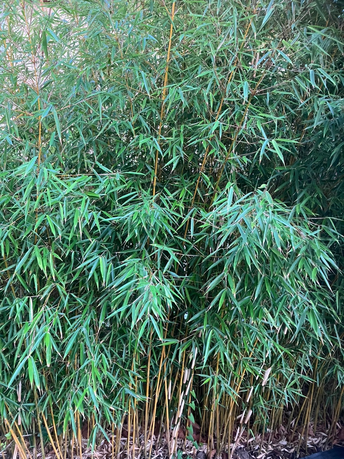 Fargesia de bambou non envahissante Robusta Campbell, Jardin & Terrasse, Plantes | Jardin, Enlèvement, Plante fixe, Autres espèces