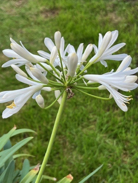 tuinplanten, Tuin en Terras, Volle zon, Vaste plant, Zomer, Ophalen