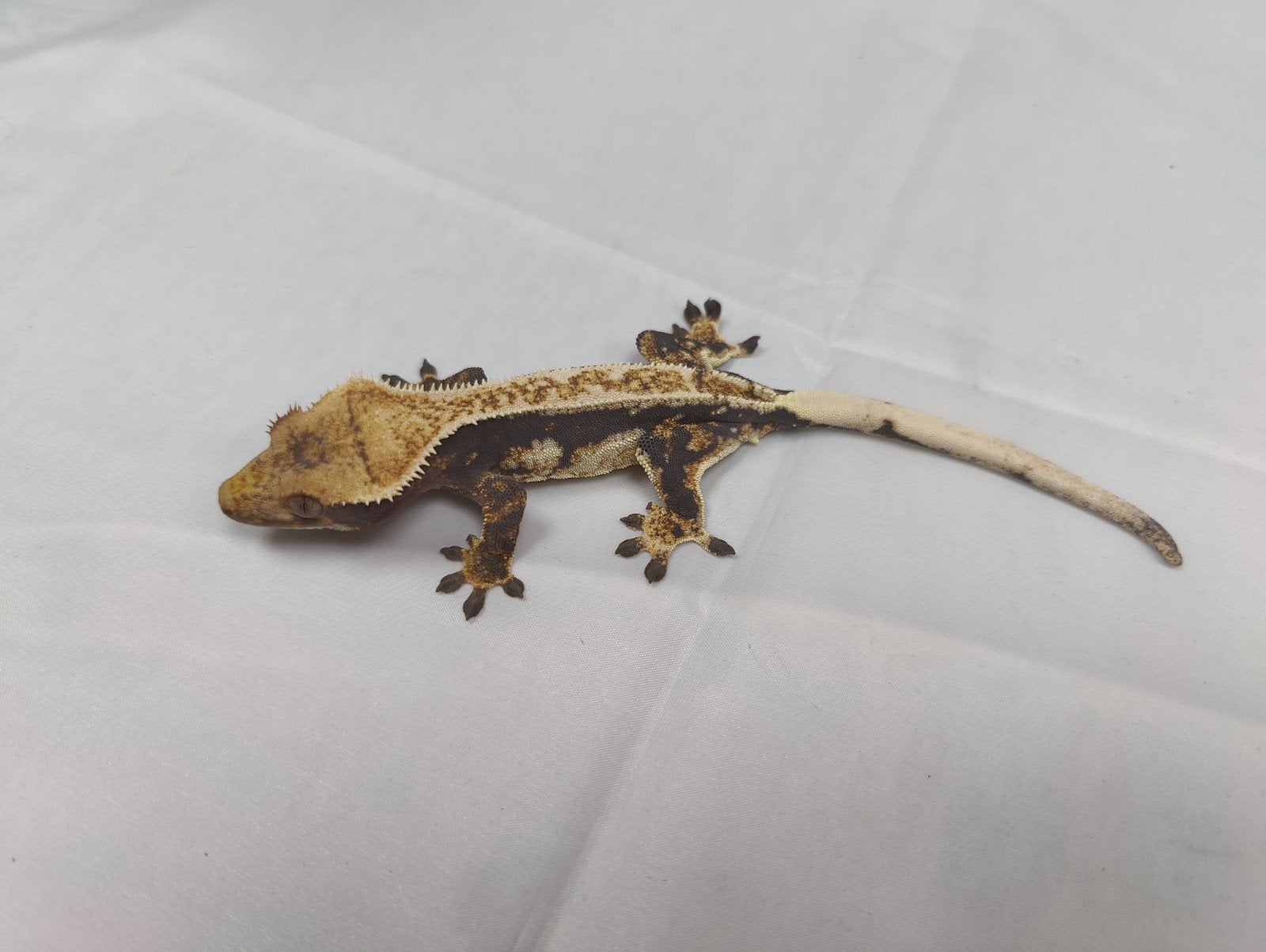 white wall wimpergekko vrouw, Dieren en Toebehoren