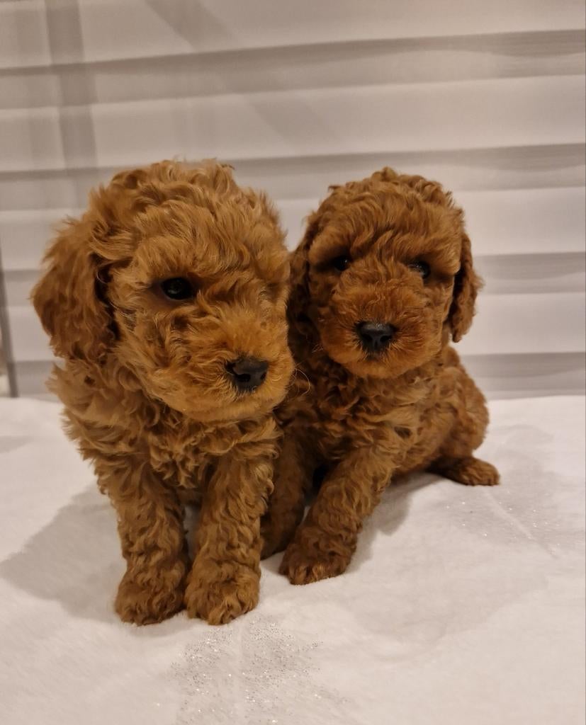 Poedel puppy abrikoos met stamboom - dwergpoedel, Dieren en Toebehoren, Poedel, België, Particulier, 8 tot 15 weken