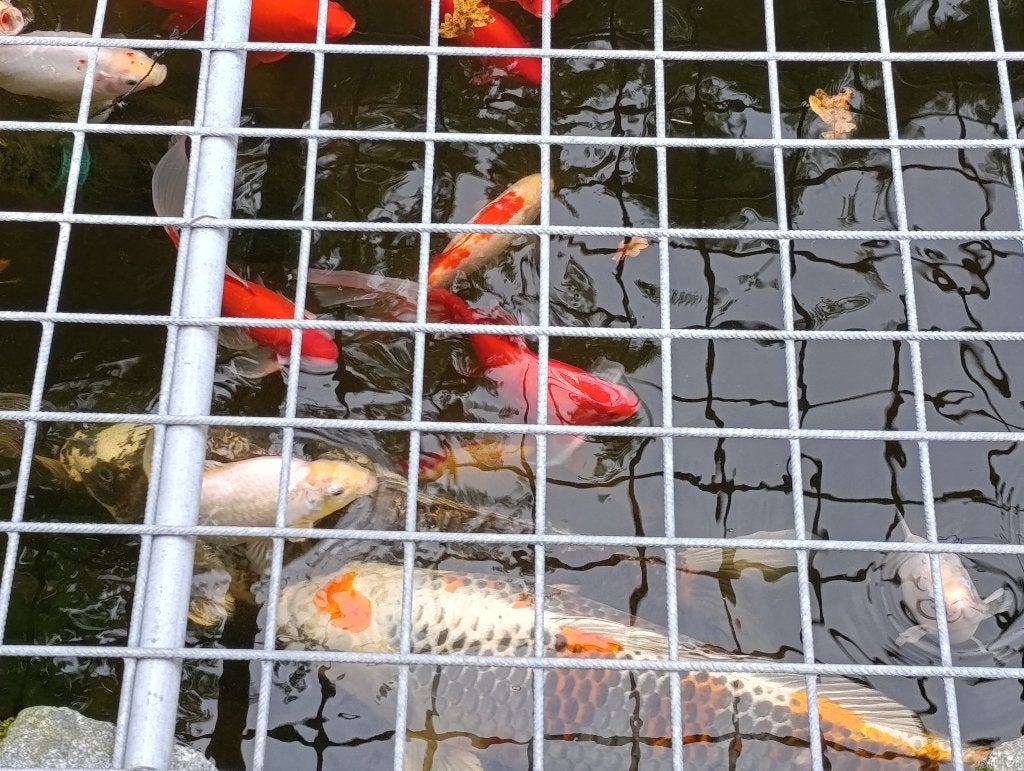 Sarasa's 20 à 25 cm, Dieren en Toebehoren, Goudvis(sen)