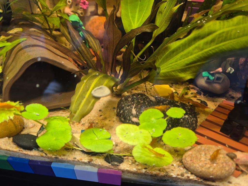 Albino Bristlenose Plecos, Enlèvement