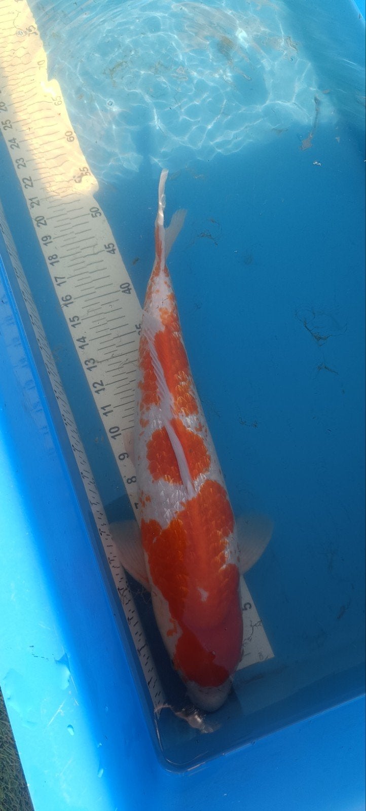 kohaku, Dieren en Toebehoren, Vissen | Vijvervissen