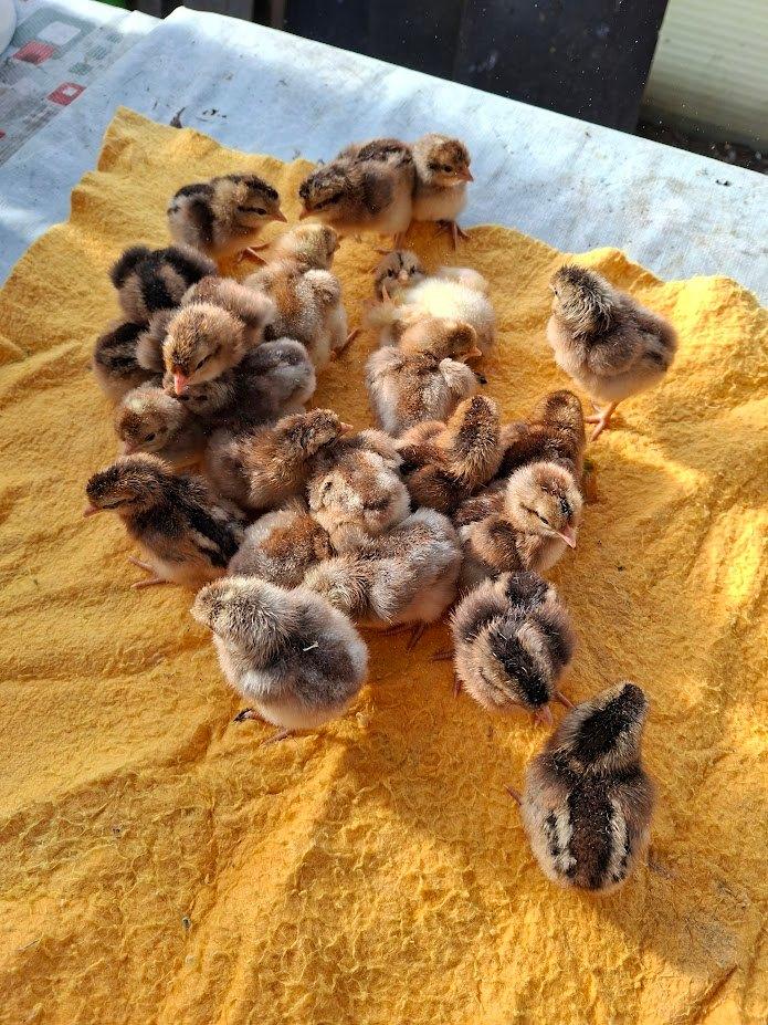 Kuikens van Cream Legbar, Dieren en Toebehoren, Pluimvee, Meerdere dieren, Kip