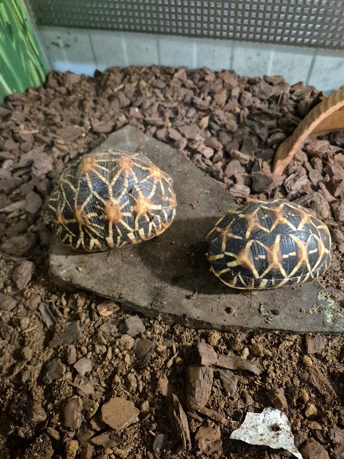 sterschildpadden, Dieren en Toebehoren