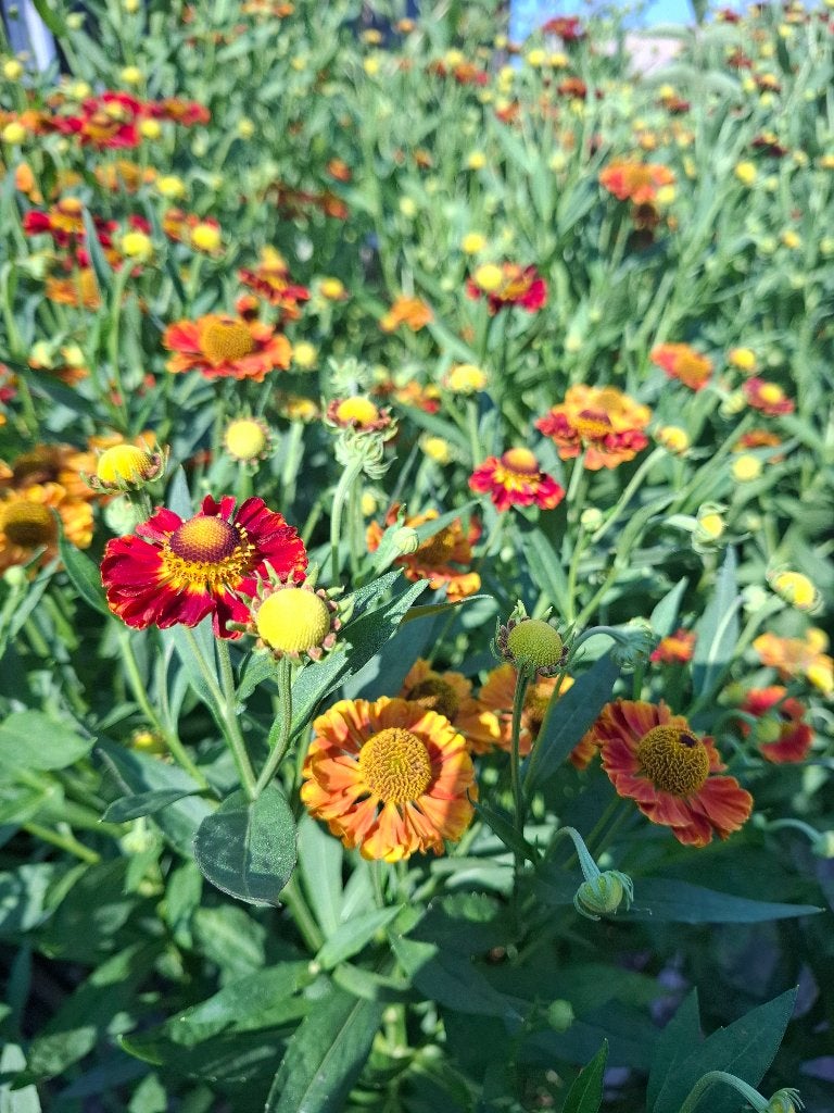 helenium moerheim beauty, Autres espèces, Plein soleil, Été, Enlèvement