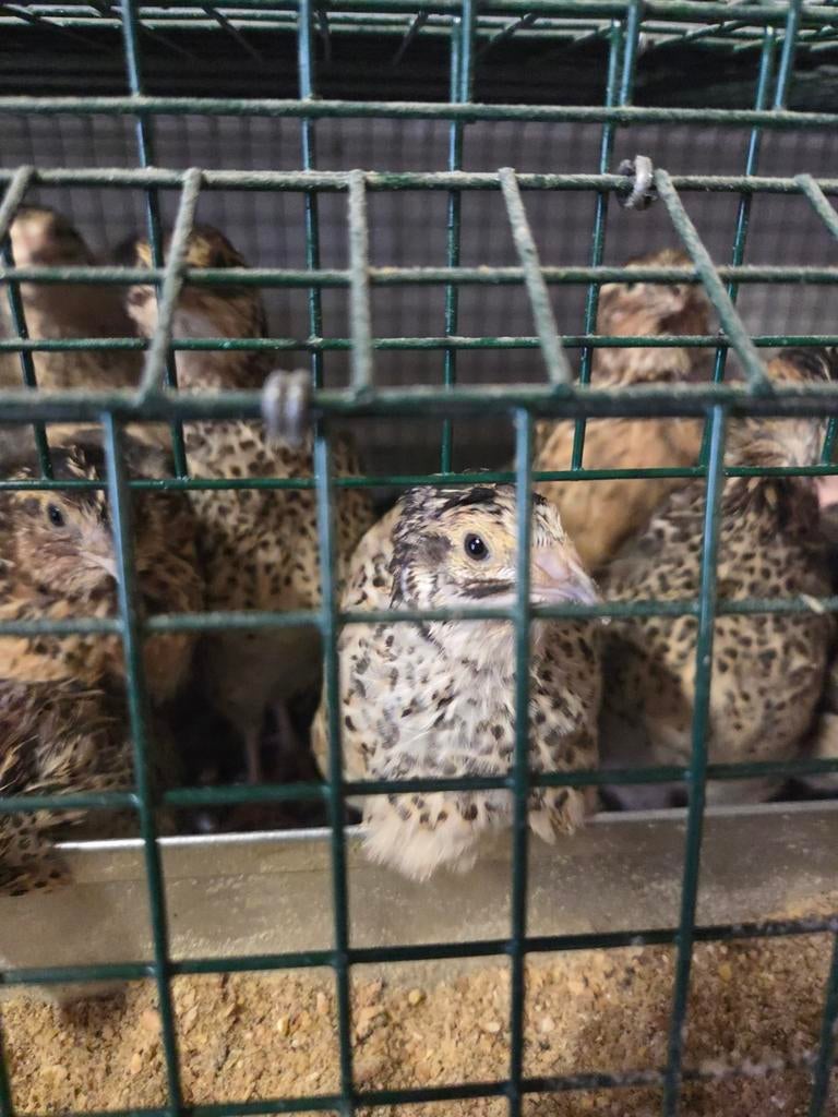 Japanse Jumbo Kwartels te koop, Dieren en Toebehoren, Pluimvee, Overige soorten, Meerdere dieren