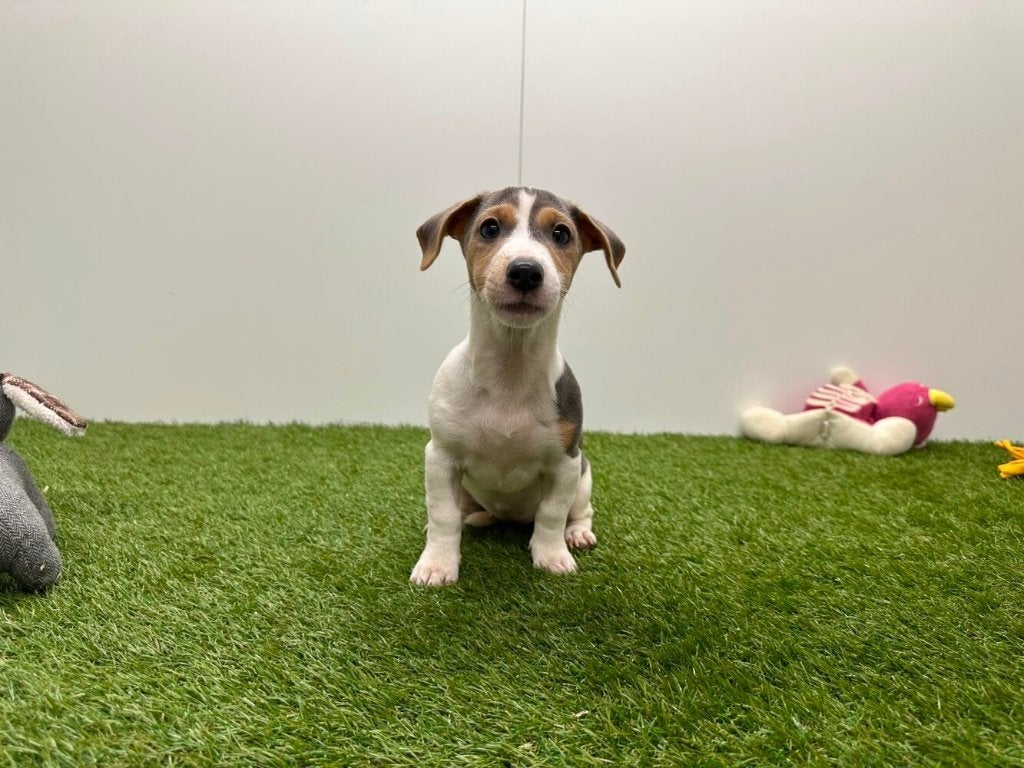 Jack Russell Terrier pups, België, Jack Russell Terriër, 8 tot 15 weken, Teef
