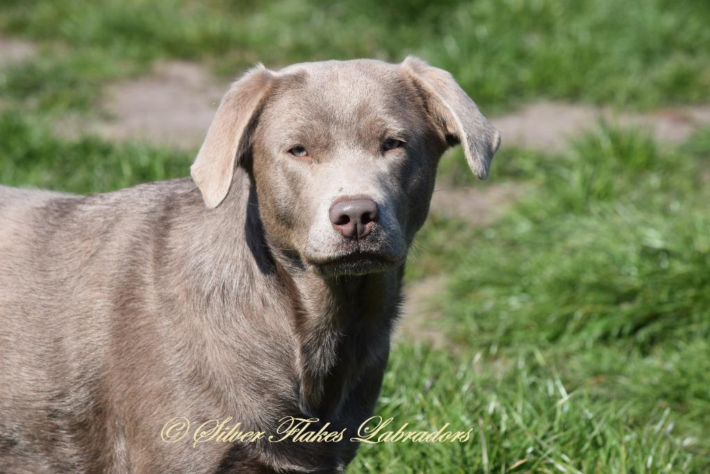 Labrador teef, 6 jaar, silver met stamboom en foktoelating, 6 jaar of ouder, Parvo, België, Teef