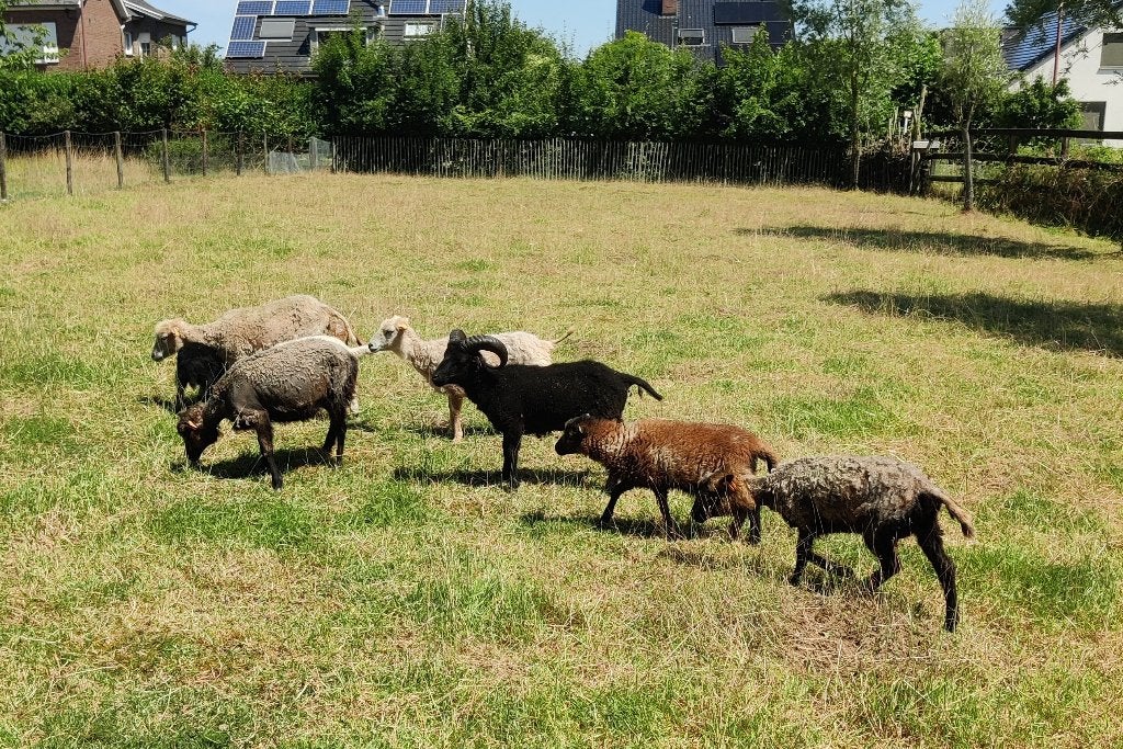 ouessant rammetje zwart, Mâle, Mouton, 0 à 2 ans