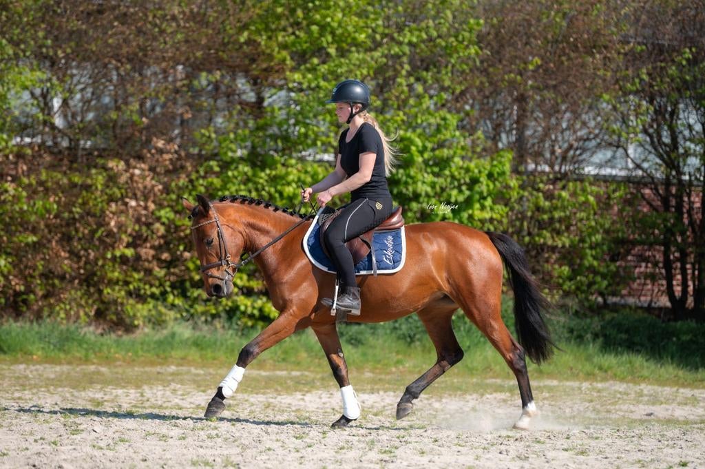 Prachtige, super brave allround E pony!️, Animaux & Accessoires, Poneys, Jument, B, Poney E (1.48 m - 1.57m), Poney de saut, 3 à 6 ans