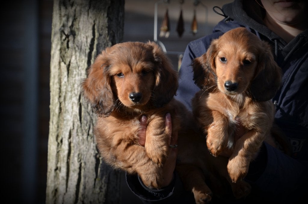Teckel pups langhaar, België, CDV (hondenziekte), 8 tot 15 weken, Dwerg