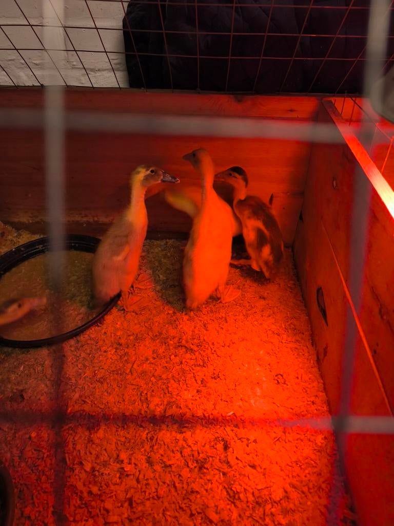 Indische loopeend kuikens, Dieren en Toebehoren