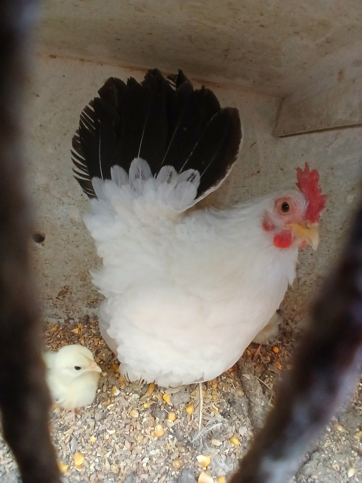 Chabo kip met 4 kuikens  35 euro, Poule ou poulet