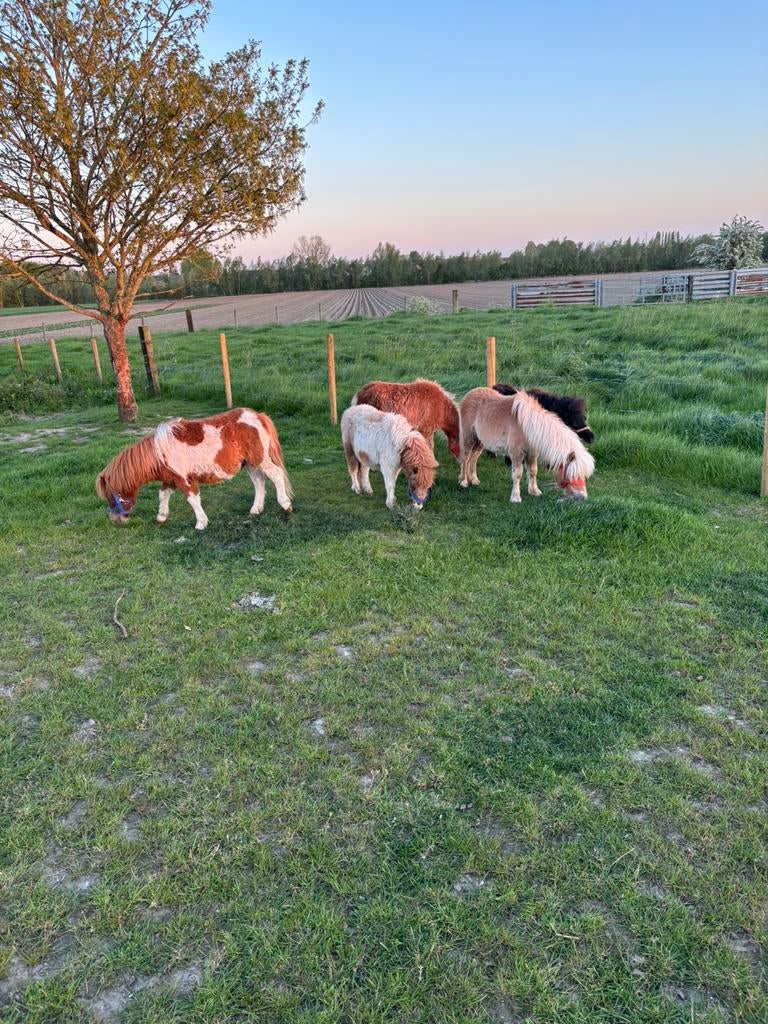 Mini-paardjes/shetlanders te koop, Meerdere dieren, Niet van toepassing, Met stamboom