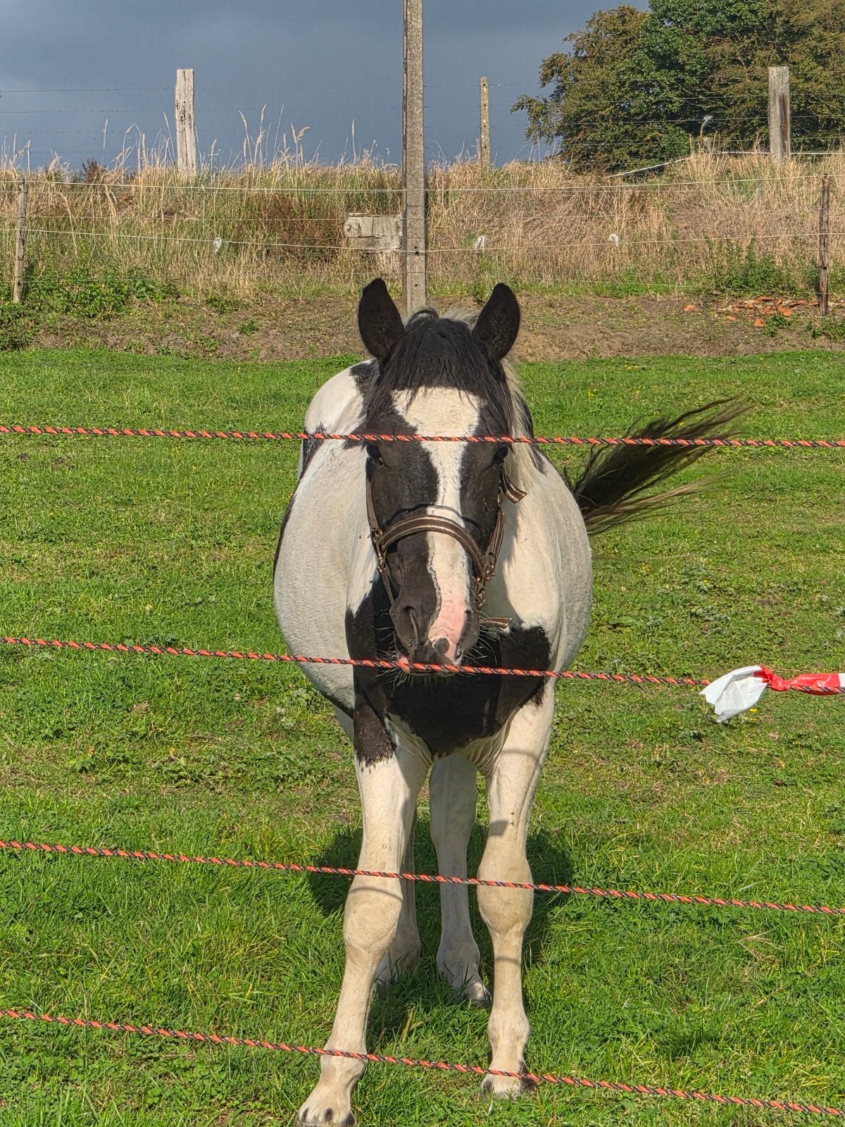 C Bonte pony Hengst met SUPER lief karakter, Dieren en Toebehoren, Springpaard, Minder dan 160 cm, Met stamboom, 0 tot 2 jaar