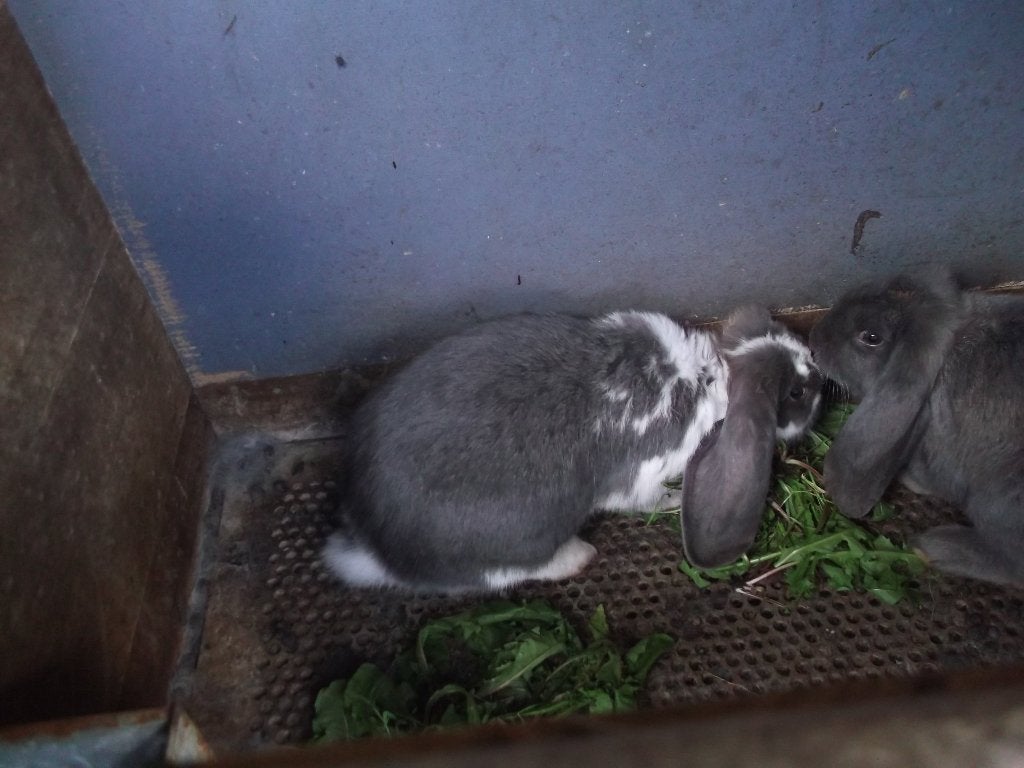Franse hangoor, Dieren en Toebehoren, Vrouwelijk, Middelgroot, Hangoor