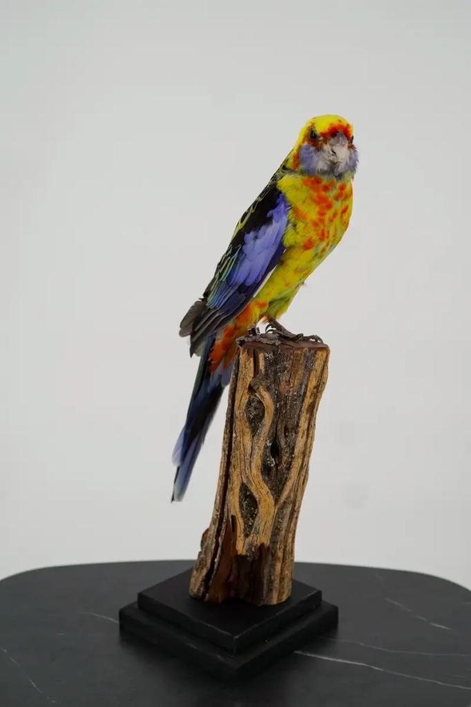 Kleurrijke rosella op sokkel, Collections, Collections Animaux