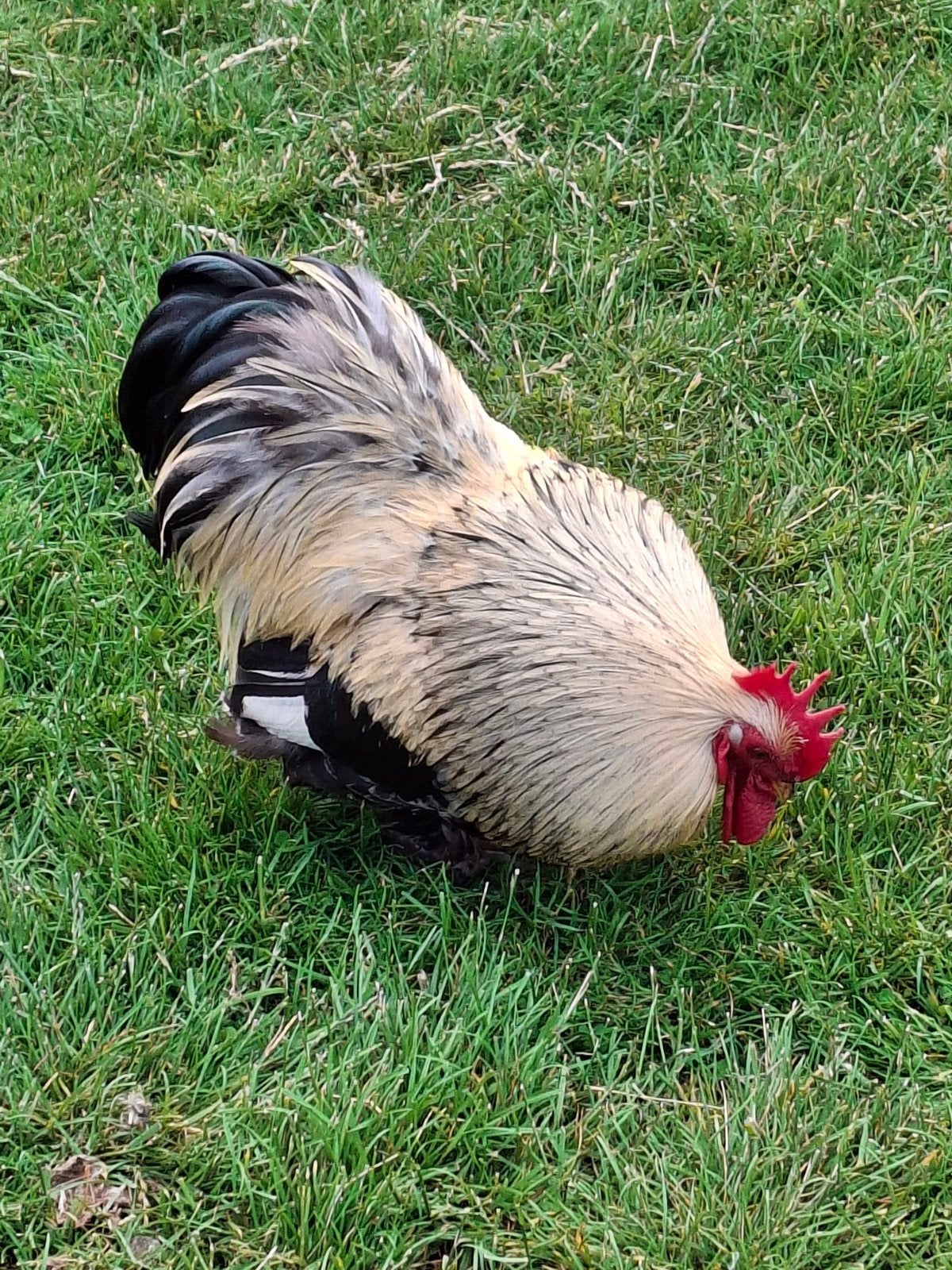 Mooie haan, Dieren en Toebehoren, Pluimvee