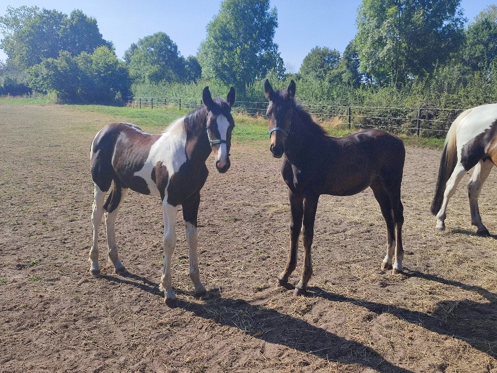 2 talentvolle hengstenveulens, Dieren en Toebehoren, Paarden, Met stamboom, Niet van toepassing, 0 tot 2 jaar, Hengst