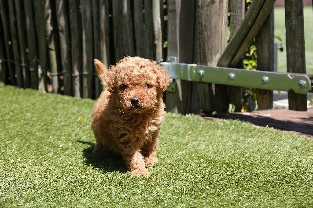 Magnifiques chiots caniches nains abricots, avec pedigree, Caniche, Plusieurs, Hépatite contagieuse (maladie de Rubarth), Belgique