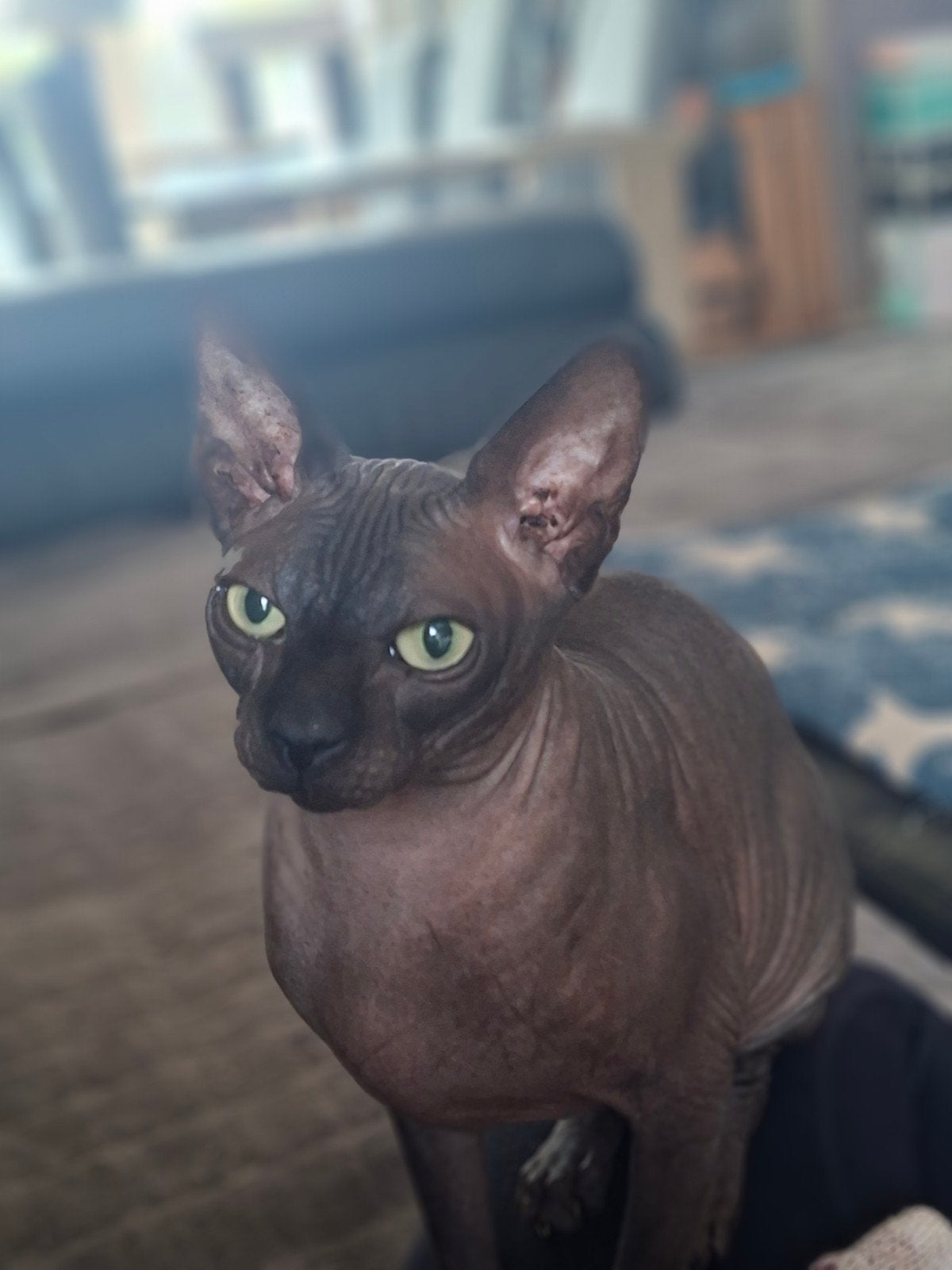 2 chats a replacer, Chat, Avec pedigree, 0 à 2 ans