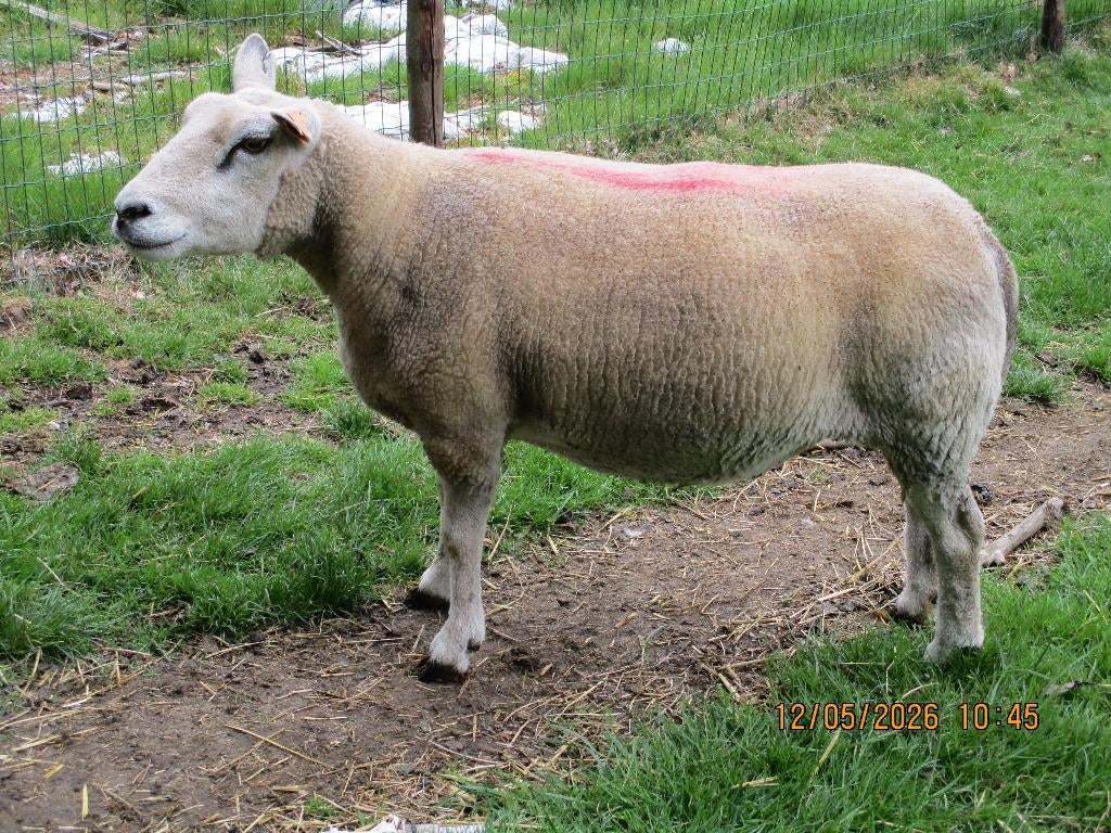 schapen, Femelle, Mouton, 3 à 5 ans