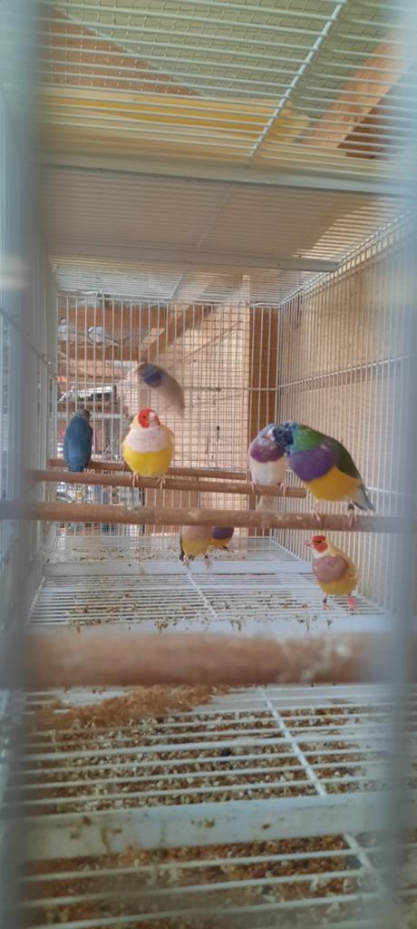 Gouldamedines koudkweek, Dieren en Toebehoren, Geringd