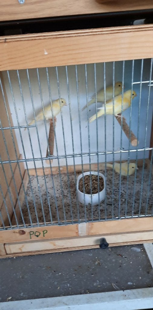 vogels, Bagué