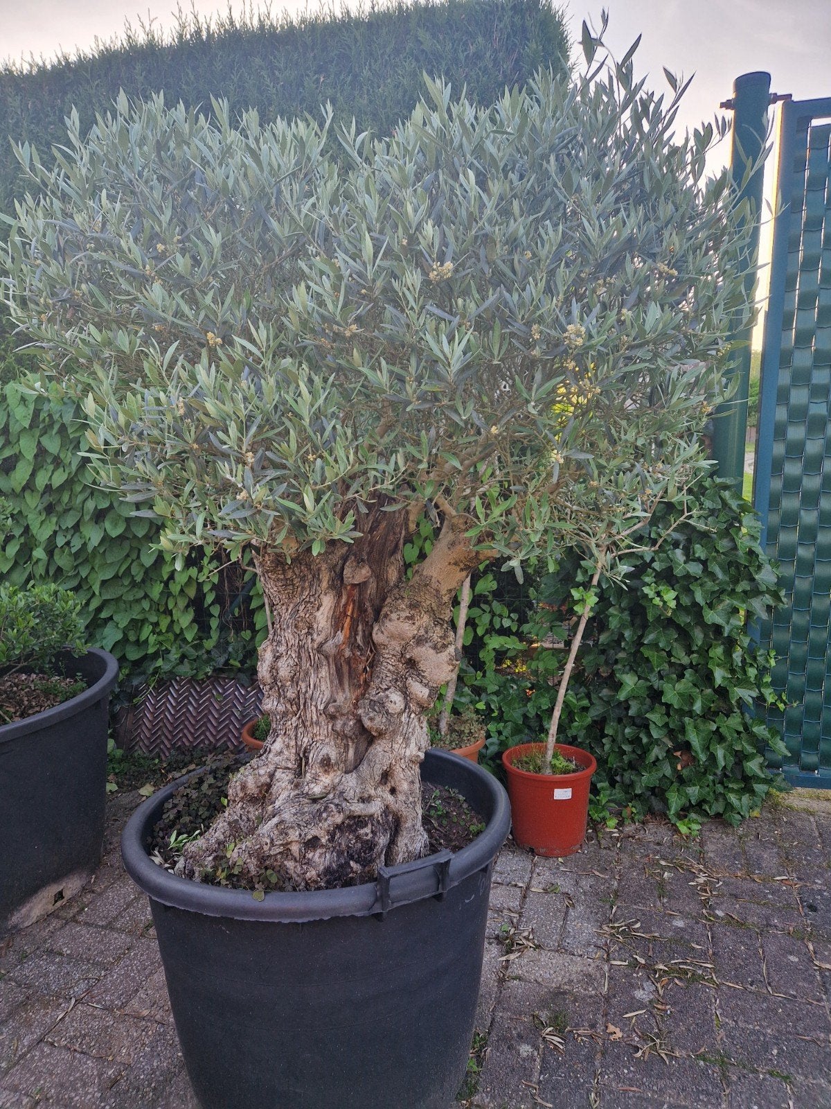 Dikke olijfboom bonsai te koop., Tuin en Terras, Planten | Bomen, Ophalen, Olijfboom