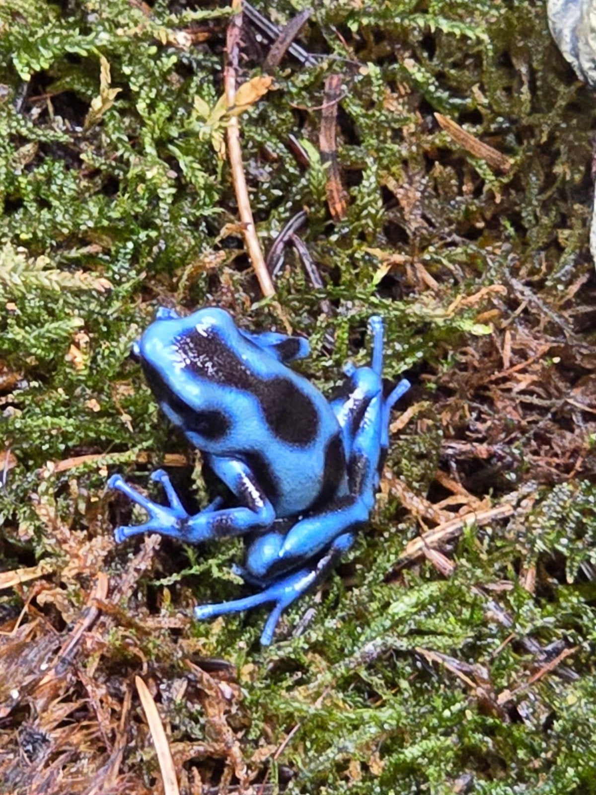 Dendrobates auratus blauw, Animaux & Accessoires, Reptiles & Amphibiens, Amphibien