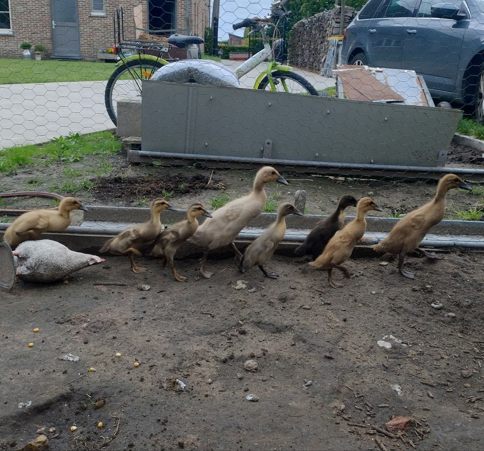 Indische loopeenden kuikens, Dieren en Toebehoren, Pluimvee, Eend, Geslacht onbekend