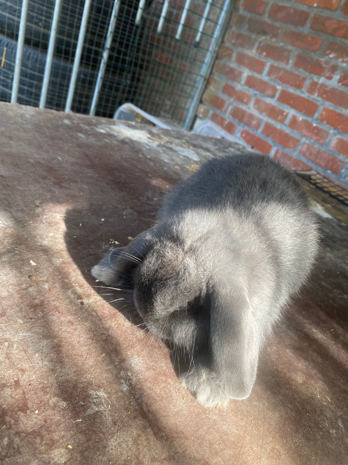 Nederlandse hangoor dwergjes (baby’s), Meerdere dieren, Dwerg, Hangoor, 0 tot 2 jaar