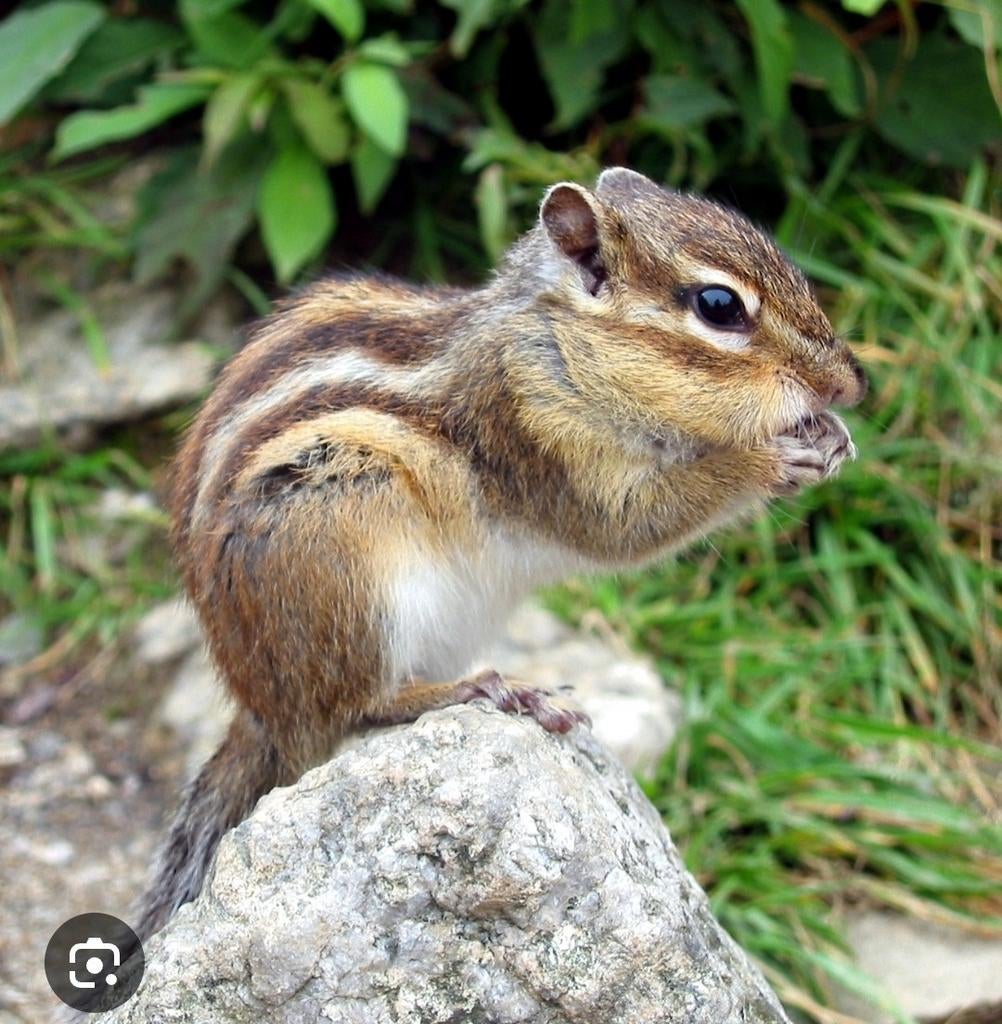 Écureuils, Animaux & Accessoires